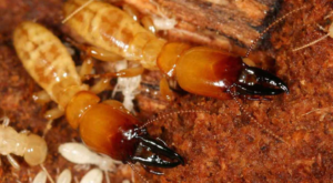 termite control