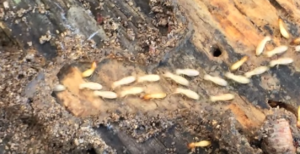 termite treatment