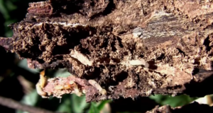 pest control - termites